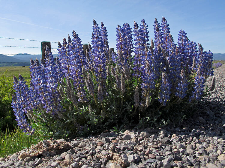 roadside lupines (Lupinus sp.) [Hackler Road, Fort Klamath, Klamath County, Oregon]