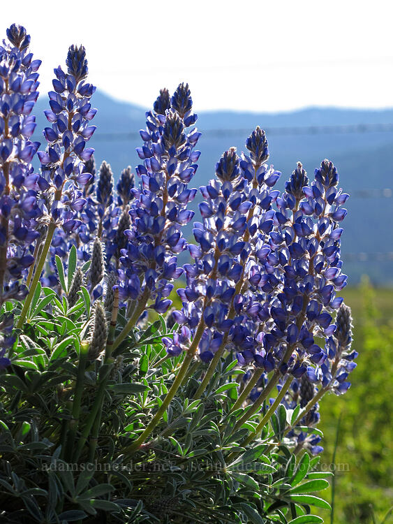 roadside lupines (Lupinus sp.) [Hackler Road, Fort Klamath, Klamath County, Oregon]