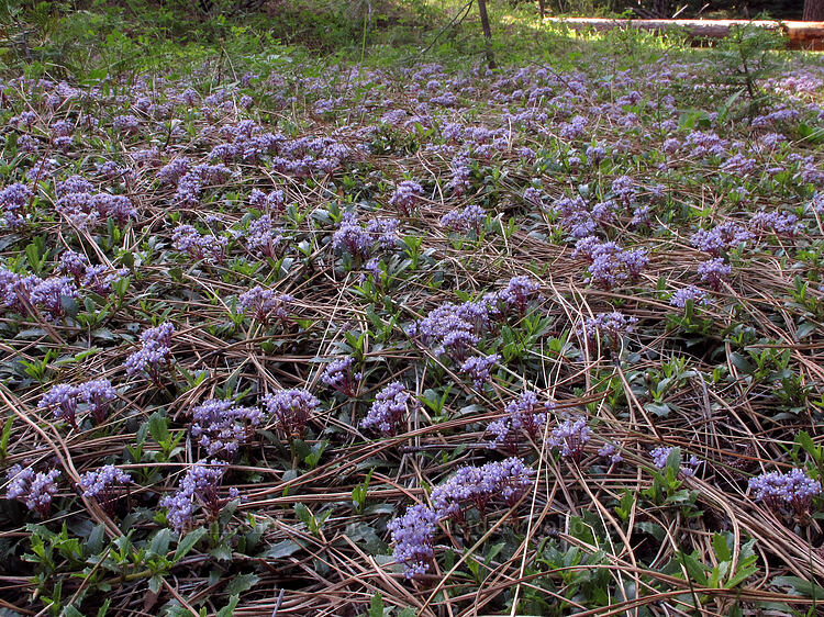 mahala mat (Ceanothus prostratus) [Crystal Springs DUA, Fremont-Winema National Forest, Klamath County, Oregon]