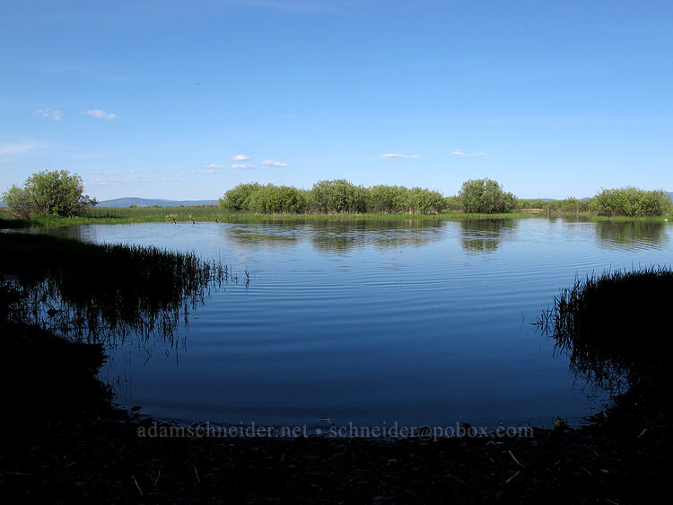 small bay [Malone Spring, Fremont-Winema National Forest, Klamath County, Oregon]