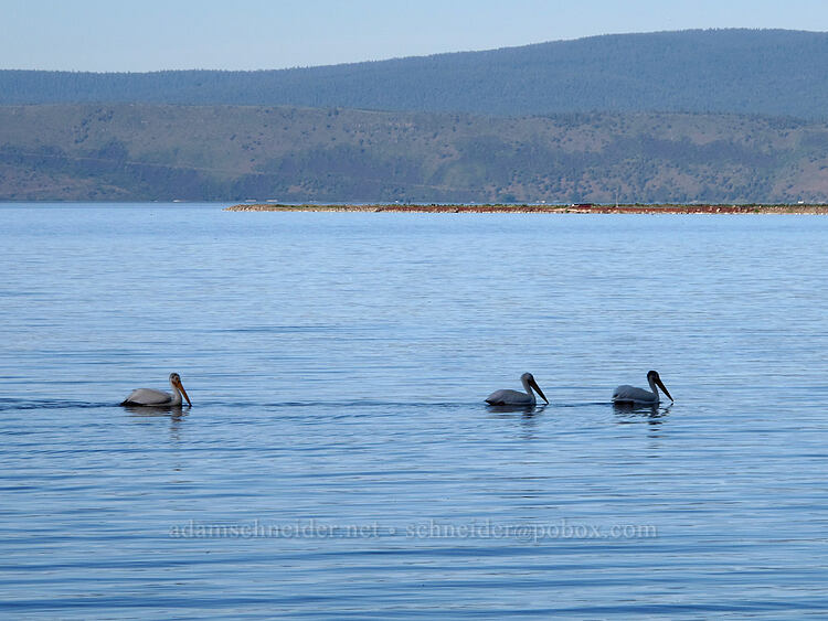 white pelicans on Howard Bay (Pelecanus erythrorhynchos) [Falls Highway, Klamath County, Oregon]