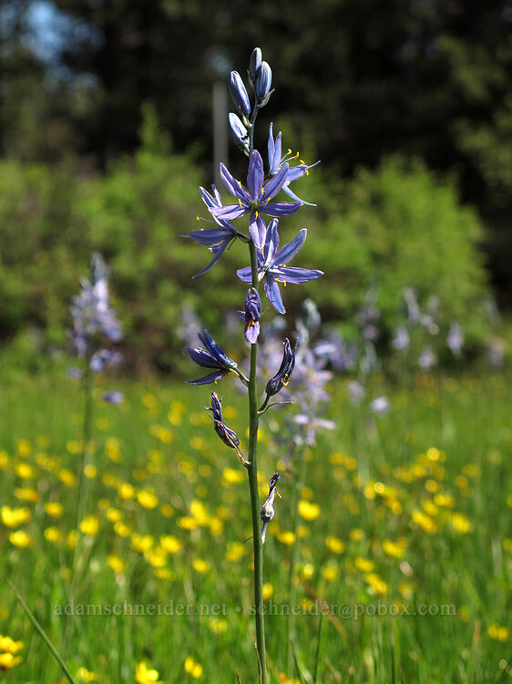 camas & buttercups (Camassia quamash, Ranunculus occidentalis) [Long Prairie Creek, Klamath County, Oregon]