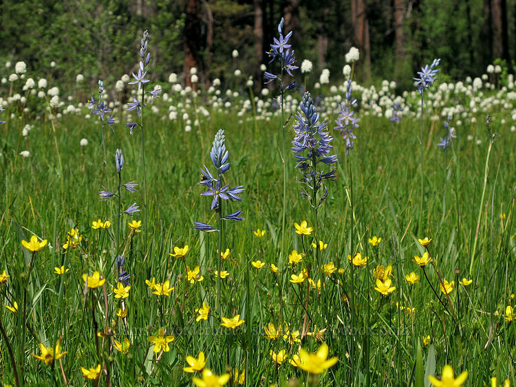 camas, buttercups, & bistort (Camassia quamash, Ranunculus occidentalis, Bistorta bistortoides (Polygonum bistortoides)) [Long Prairie Creek, Klamath County, Oregon]