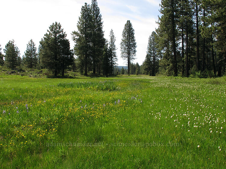 camas, buttercups, & bistort (Camassia quamash, Ranunculus occidentalis, Bistorta bistortoides (Polygonum bistortoides)) [Long Prairie Creek, Klamath County, Oregon]