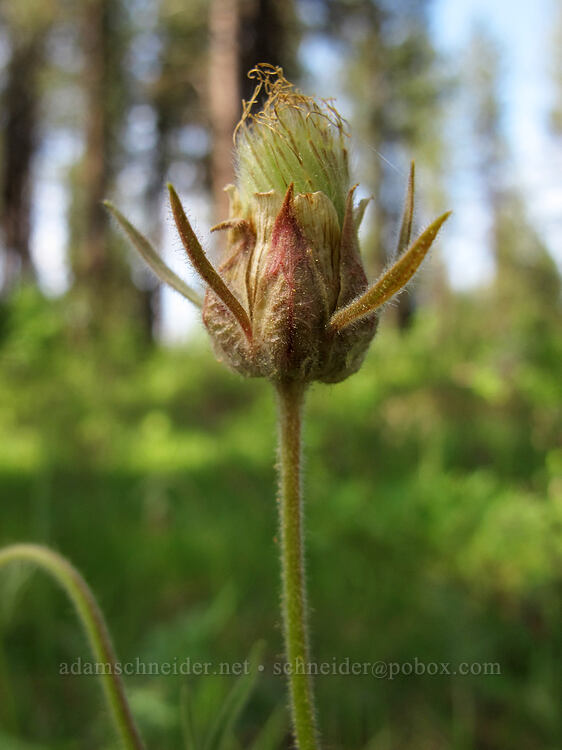prairie smoke (Geum triflorum) [Long Prairie Creek, Klamath County, Oregon]