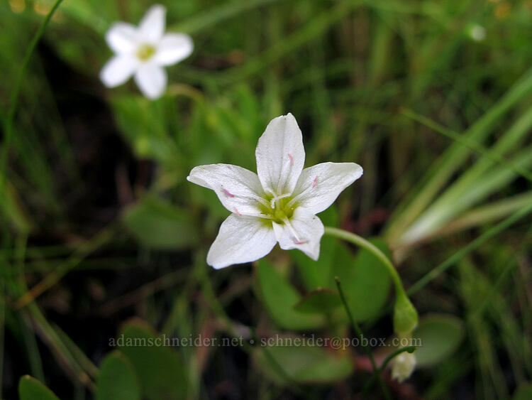 water montia (Montia chamissoi (Claytonia chamissoi)) [Long Prairie Creek, Klamath County, Oregon]
