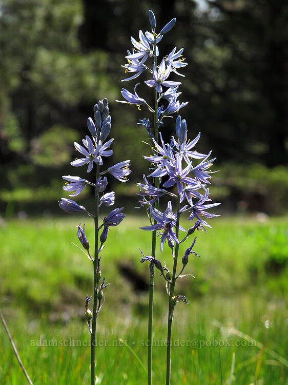 camas (Camassia quamash) [Long Prairie Creek, Klamath County, Oregon]
