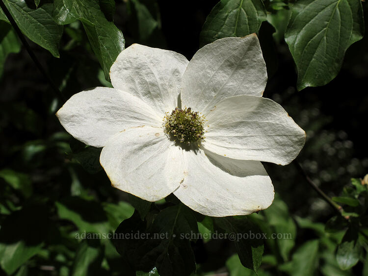 Pacific dogwood (Cornus nuttallii) [Tub Springs State Wayside, Jackson County, Oregon]