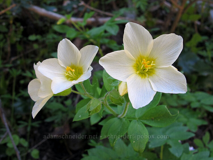 Oregon Jacob's-ladder (Polemonium carneum) [Soda Mountain Road, Cascade-Siskiyou National Monument, Jackson County, Oregon]