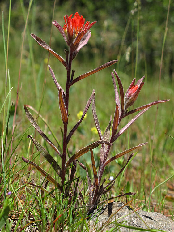 frosted paintbrush (Castilleja pruinosa) [Pacific Crest Trail, Cascade-Siskiyou National Monument, Jackson County, Oregon]