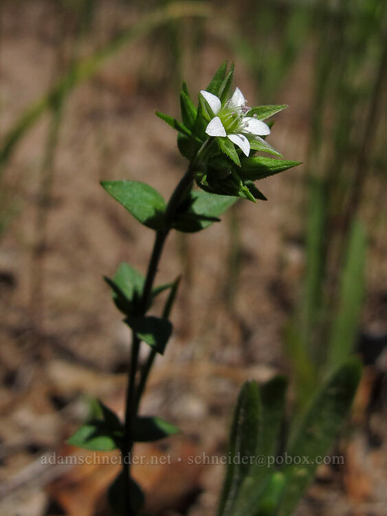 thyme-leaf sandwort (Arenaria serpyllifolia) [Pacific Crest Trail, Cascade-Siskiyou National Monument, Jackson County, Oregon]