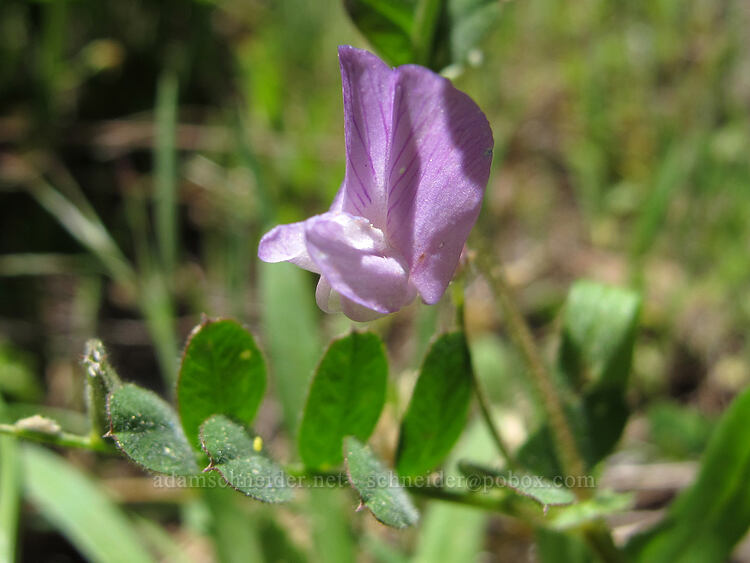 American vetch (Vicia americana) [Hobart Bluff Trail, Cascade-Siskiyou National Monument, Jackson County, Oregon]