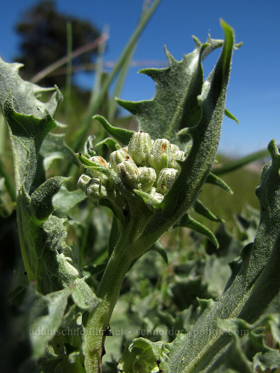 Baker's hawksbeard, budding (Crepis bakeri) [Hobart Bluff Trail, Cascade-Siskiyou National Monument, Jackson County, Oregon]