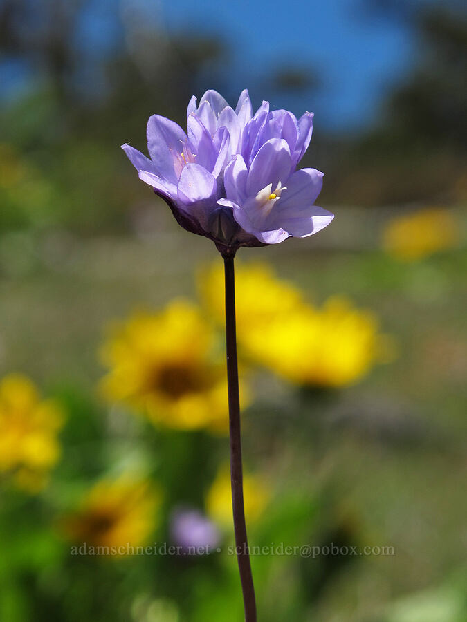 blue-dicks & balsamroot (Dipterostemon capitatus (Dichelostemma capitatum), Balsamorhiza deltoidea) [Hobart Bluff Trail, Cascade-Siskiyou National Monument, Jackson County, Oregon]