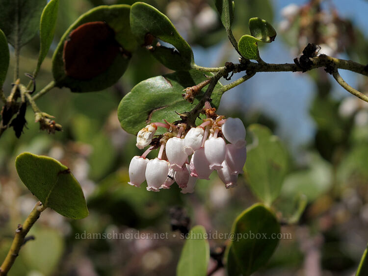green-leaf manzanita flowers (Arctostaphylos patula) [Hobart Bluff Trail, Cascade-Siskiyou National Monument, Jackson County, Oregon]