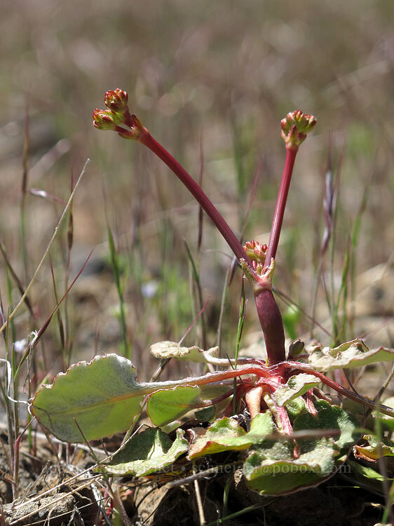 naked buckwheat, budding (Eriogonum nudum) [Hobart Bluff, Cascade-Siskiyou National Monument, Jackson County, Oregon]
