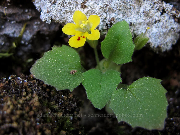 chickweed monkeyflower (Erythranthe alsinoides (Mimulus alsinoides)) [Hobart Bluff, Cascade-Siskiyou National Monument, Jackson County, Oregon]