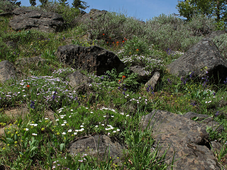 rock garden (Phlox hoodii, Delphinium nuttallianum, Castilleja pruinosa, Lomatium sp.) [Pacific Crest Trail, Soda Mountain Wilderness, Jackson County, Oregon]