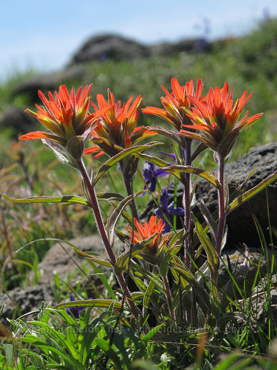 frosted paintbrush (Castilleja pruinosa) [Pacific Crest Trail, Soda Mountain Wilderness, Jackson County, Oregon]