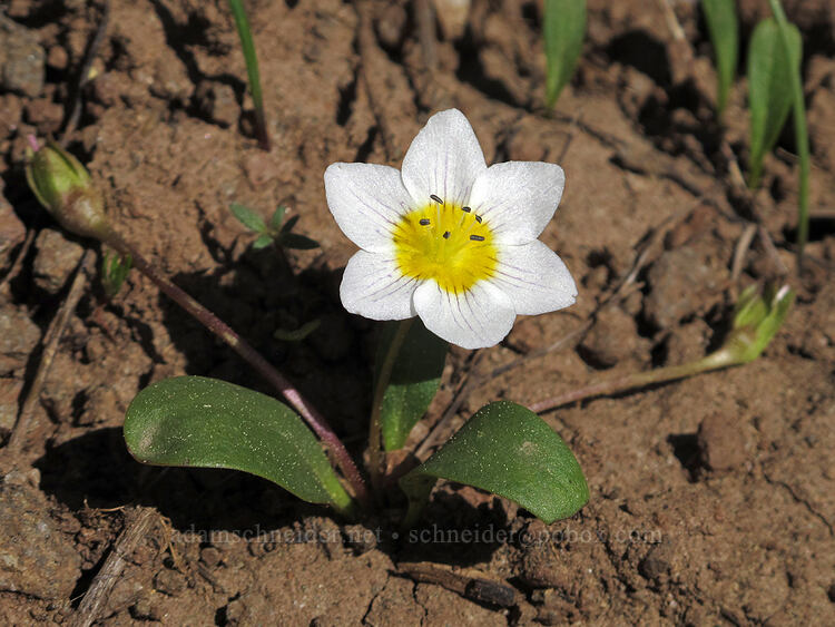 dwarf hesperochiron (Hesperochiron pumilus) [west of the PCT, Soda Mountain Wilderness, Jackson County, Oregon]