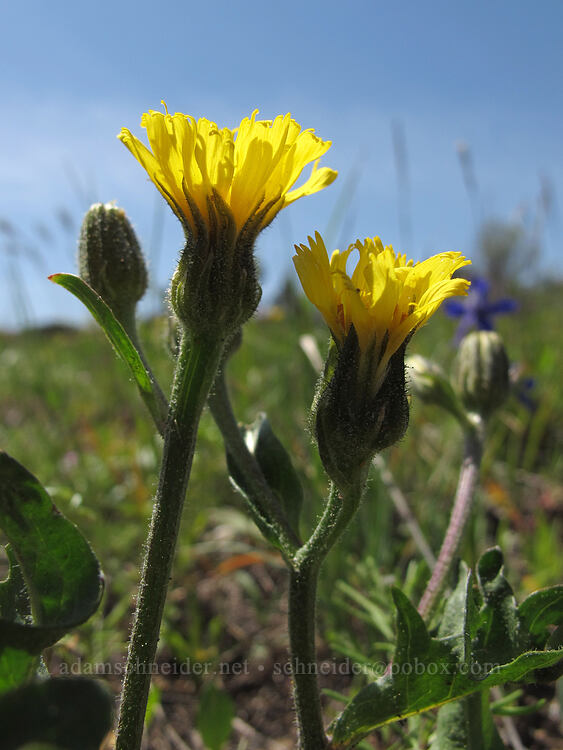 Baker's hawksbeard (Crepis bakeri) [west of the PCT, Soda Mountain Wilderness, Jackson County, Oregon]