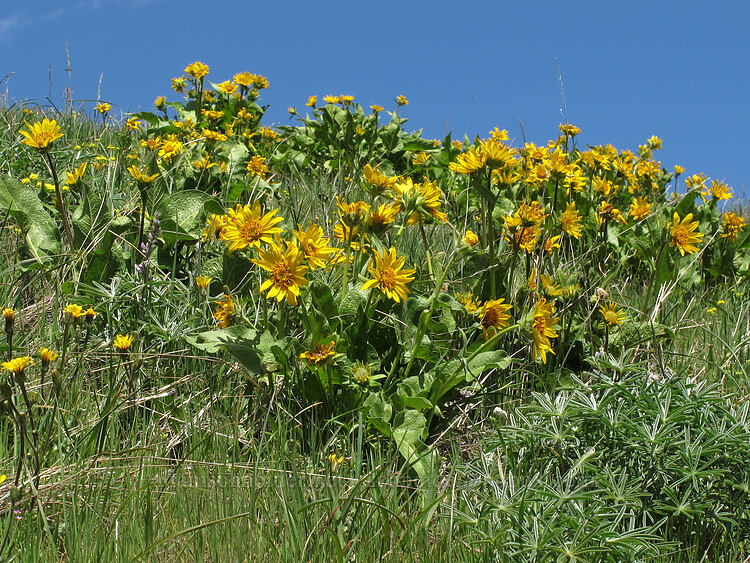 northwest balsamroot (Balsamorhiza deltoidea) [west of the PCT, Soda Mountain Wilderness, Jackson County, Oregon]