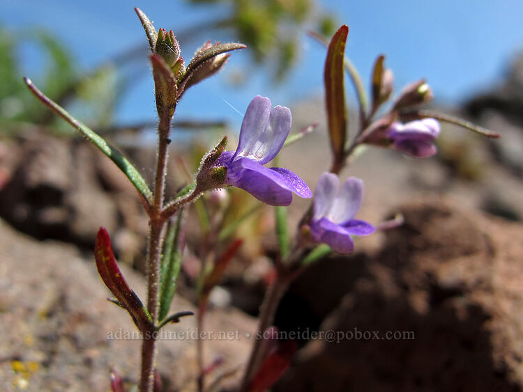 Rattan's blue-eyed-mary (Collinsia rattanii) [west of the PCT, Soda Mountain Wilderness, Jackson County, Oregon]