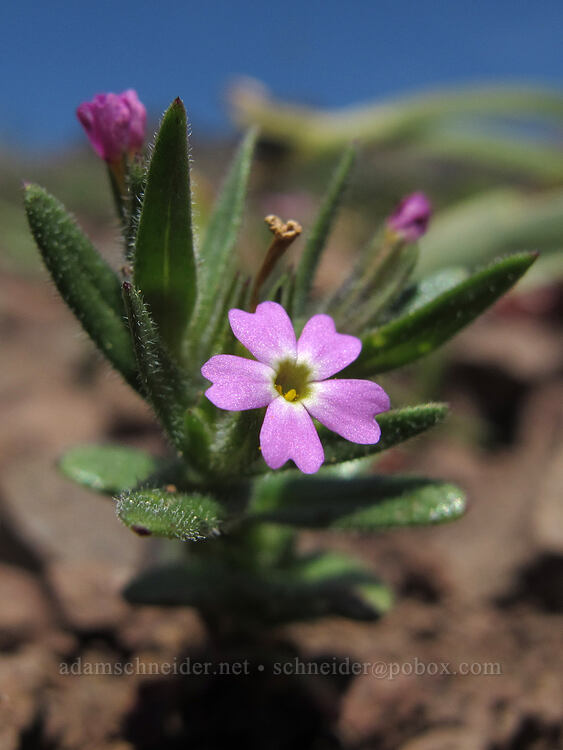 slender phlox (Microsteris gracilis (Phlox gracilis)) [west of the PCT, Soda Mountain Wilderness, Jackson County, Oregon]