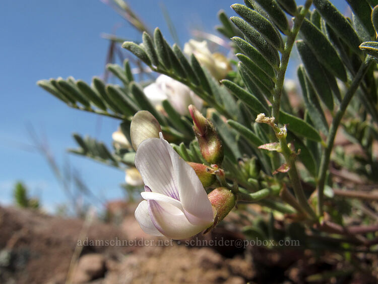 Siskiyou balloon-pod milk-vetch (Astragalus whitneyi var. siskiyouensis) [west of the PCT, Soda Mountain Wilderness, Jackson County, Oregon]