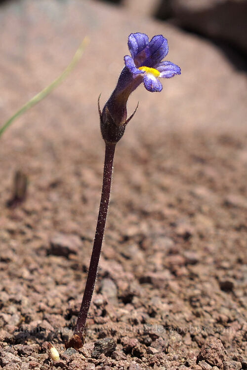 naked broomrape (Aphyllon purpureum (Orobanche uniflora)) [west of the PCT, Soda Mountain Wilderness, Jackson County, Oregon]