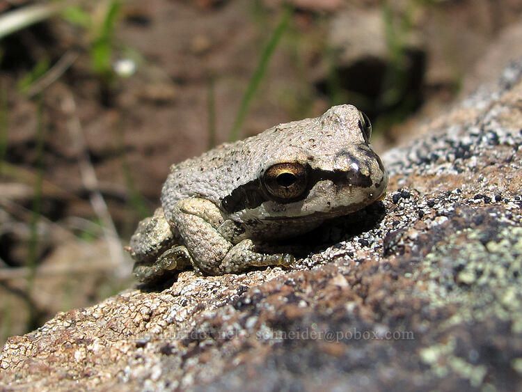 chorus frog (tree frog) (Pseudacris sp.) [west of the PCT, Soda Mountain Wilderness, Jackson County, Oregon]