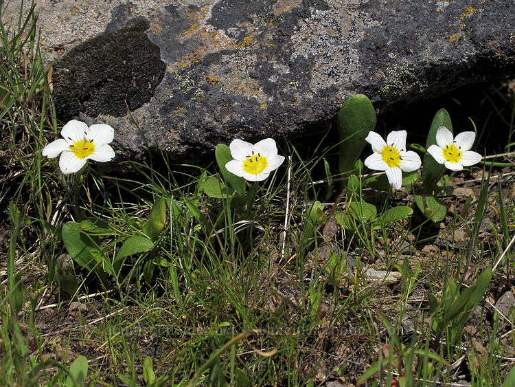 dwarf hesperochiron (Hesperochiron pumilus) [west of the PCT, Soda Mountain Wilderness, Jackson County, Oregon]