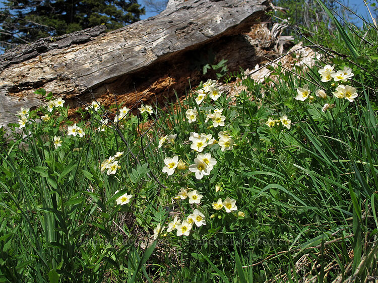 Oregon Jacob's-ladder (Polemonium carneum) [west of the PCT, Soda Mountain Wilderness, Jackson County, Oregon]