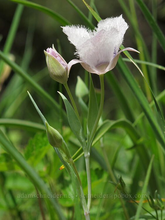 Tolmie's mariposa lilies (Calochortus tolmiei) [Soda Mountain Road, Jackson County, Oregon]