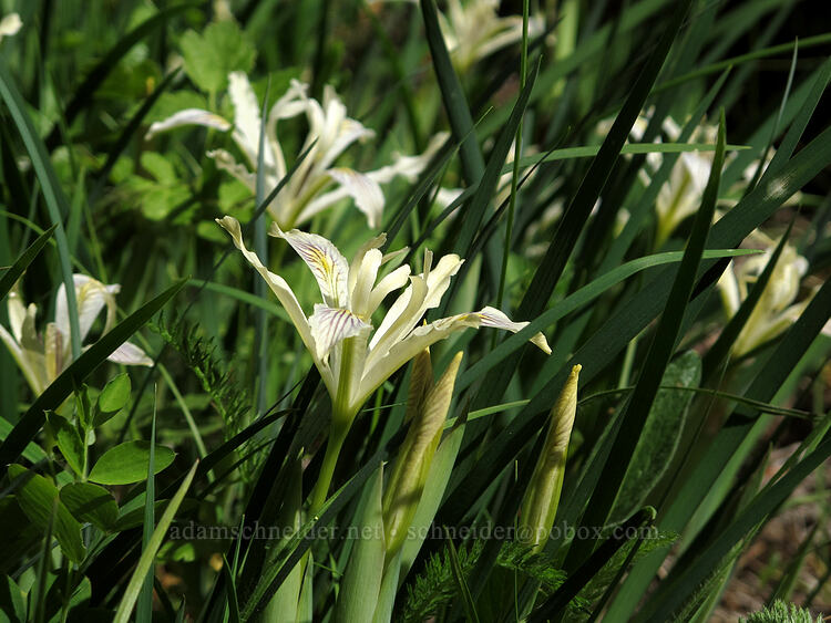 yellow-leaf iris (Iris chrysophylla) [Old Hyatt Prairie Road, Jackson County, Oregon]