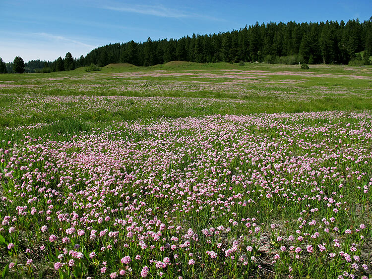 rosy plectritis (Plectritis congesta) [Old Hyatt Prairie Road, Jackson County, Oregon]
