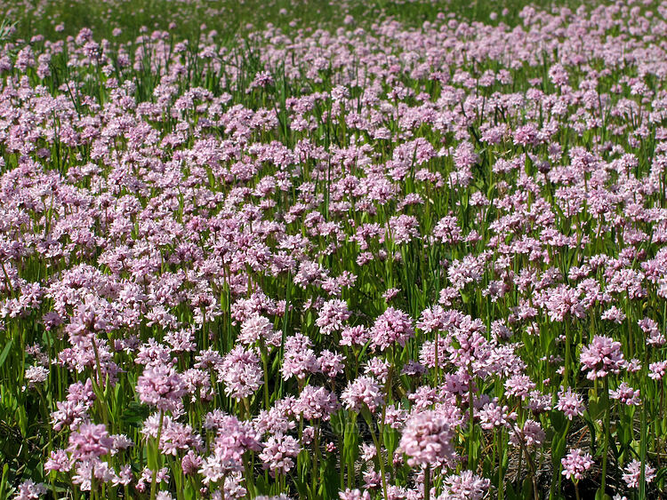 rosy plectritis (Plectritis congesta) [Old Hyatt Prairie Road, Jackson County, Oregon]
