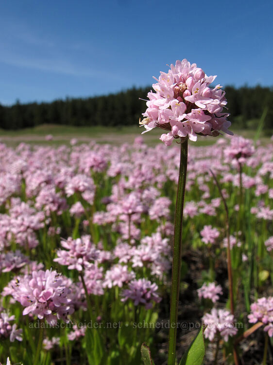 rosy plectritis (Plectritis congesta) [Old Hyatt Prairie Road, Jackson County, Oregon]
