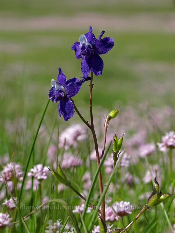 larkspur & rosy plectritis (Delphinium nuttallianum, Plectritis congesta) [Old Hyatt Prairie Road, Jackson County, Oregon]