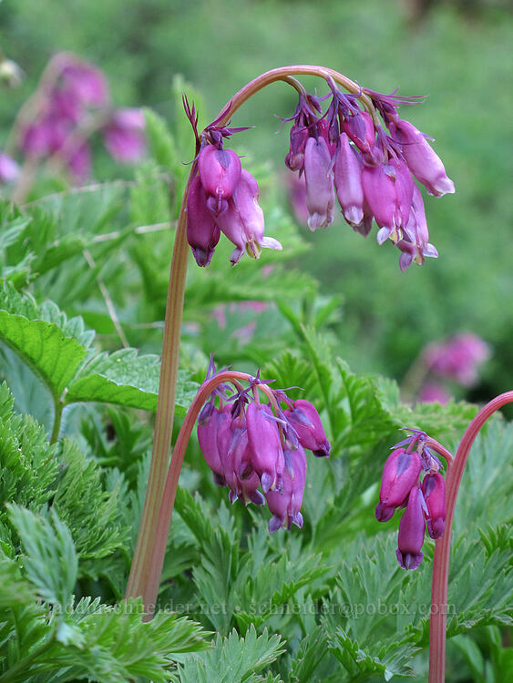 bleeding hearts (Dicentra formosa) [Big Elk Road, Rogue River-Siskiyou National Forest, Jackson County, Oregon]