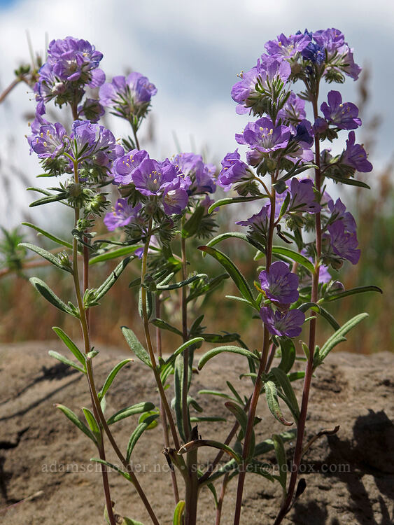 thread-leaf phacelia (Phacelia linearis) [Modoc Rim, Fremont-Winema National Forest, Klamath County, Oregon]