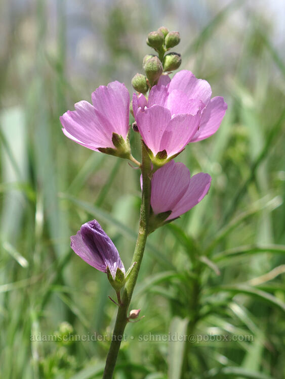 Oregon checker-mallow (checker-bloom) (Sidalcea oregana) [Modoc Rim, Fremont-Winema National Forest, Klamath County, Oregon]