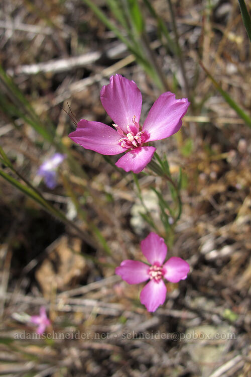 slender clarkia (Clarkia gracilis) [Modoc Rim, Klamath County, Oregon]