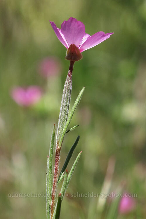 Lassen clarkia (Clarkia lassenensis) [Modoc Rim, Klamath County, Oregon]