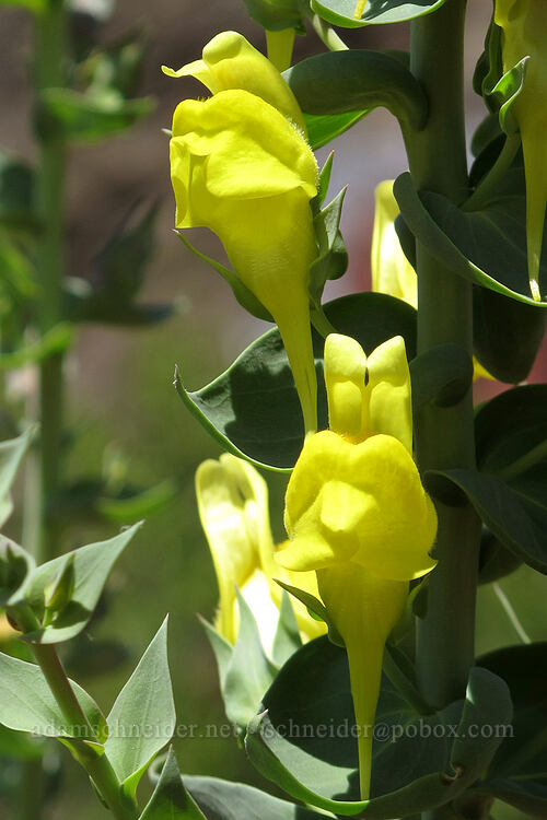 Dalmatian toadflax (Linaria dalmatica) [Modoc Rim, Klamath County, Oregon]