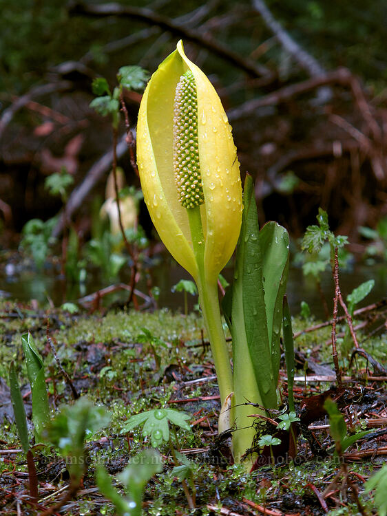 skunk cabbage (Lysichiton americanus) [Forest Road 5810, Deschutes National Forest, Klamath County, Oregon]