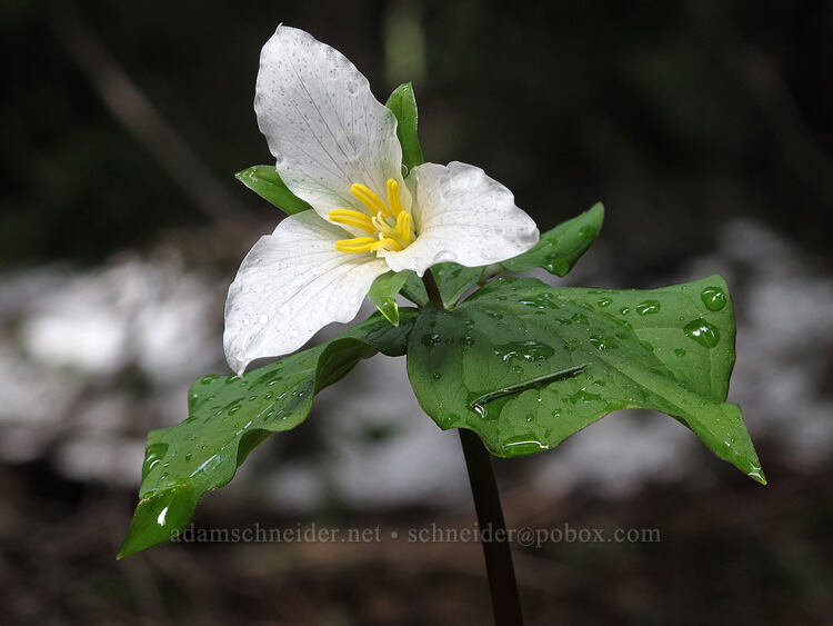 trillium & lingering snow (Trillium ovatum) [Forest Road 5810, Deschutes National Forest, Klamath County, Oregon]