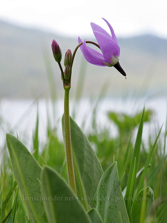 tall mountain shooting star (Dodecatheon jeffreyi (Primula jeffreyi)) [Shelter Cove, Deschutes National Forest, Klamath County, Oregon]