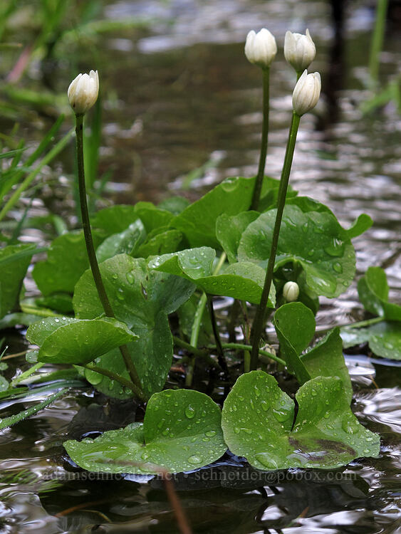 white marsh-marigold (Caltha biflora (Caltha leptosepala var. biflora)) [Shelter Cove, Deschutes National Forest, Klamath County, Oregon]
