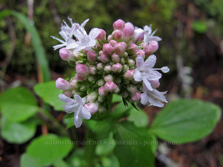 Scouler's valerian (Valeriana scouleri) [Salt Creek Falls, Willamette National Forest, Lane County, Oregon]